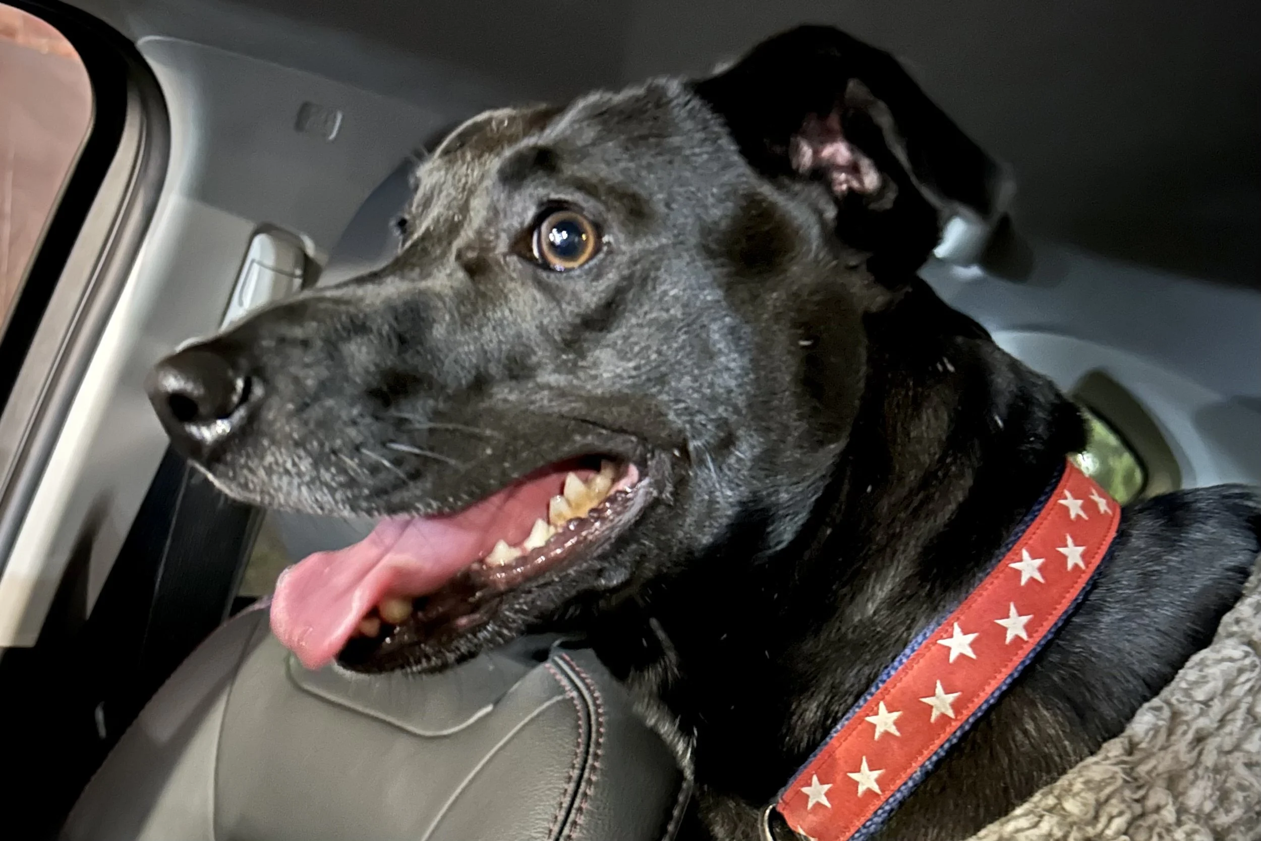 Dog showing signs of anxiety before a car ride, appearing tense and alert inside vehicle.