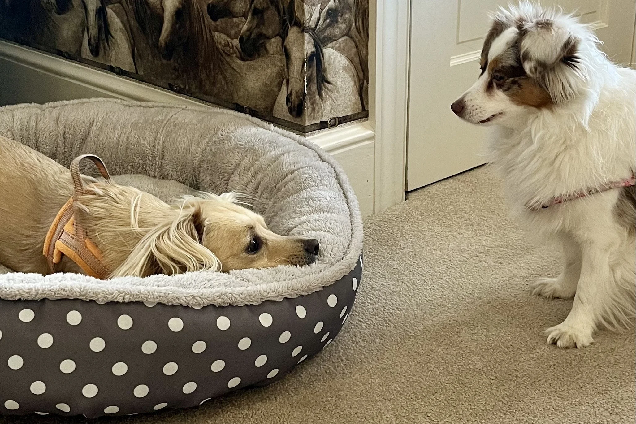 Small tan dog lying in a round polka dot dog bed indoors while another small white and brown dog stands nearby, adjusting to a new space.