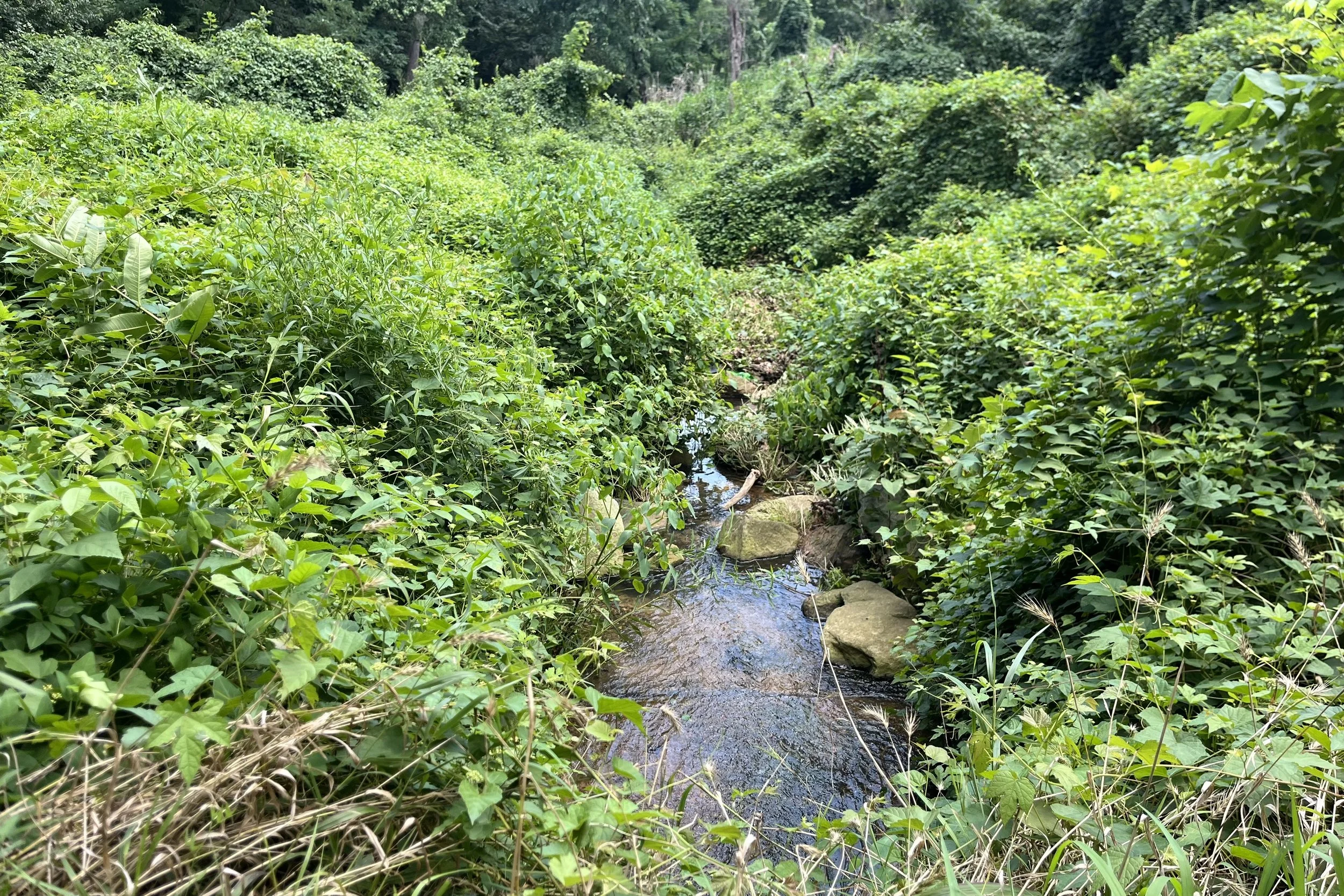 Narrow stream running through thick green vegetation and woods in Dumbarton Oaks Park.