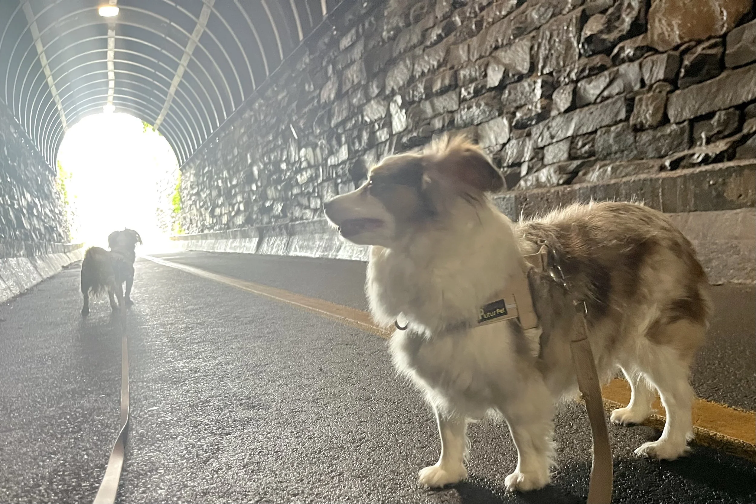 Saydie stands in the foreground inside the Wilkes Street Tunnel in Old Town Alexandria while Archie walks farther ahead toward the bright tunnel entrance. The historic stone walls, arched ceiling, and center yellow line create a dramatic perspective.