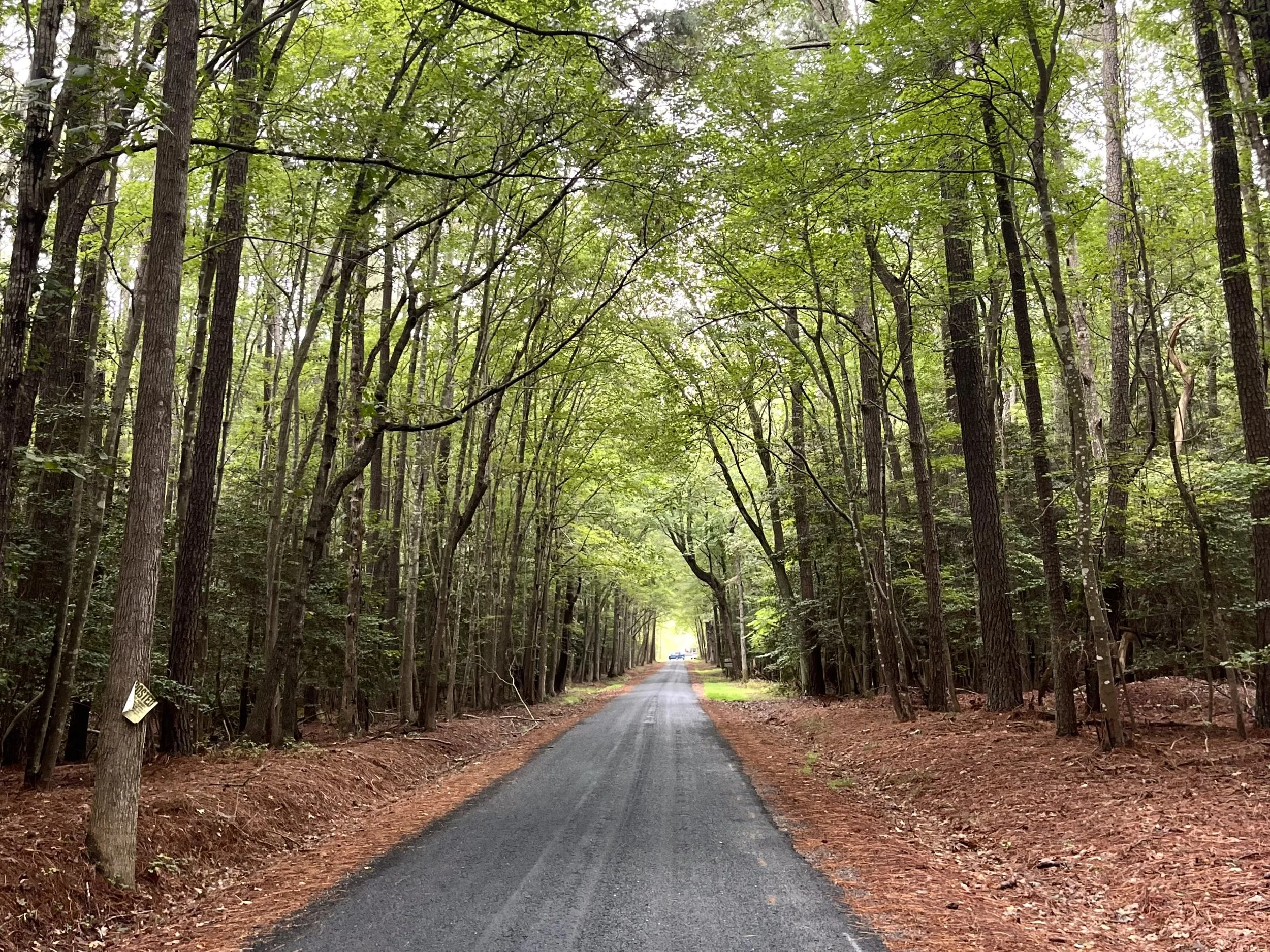 Tree-lined road leading toward Cape Charles, Virginia, showing the quiet wooded approach to town.