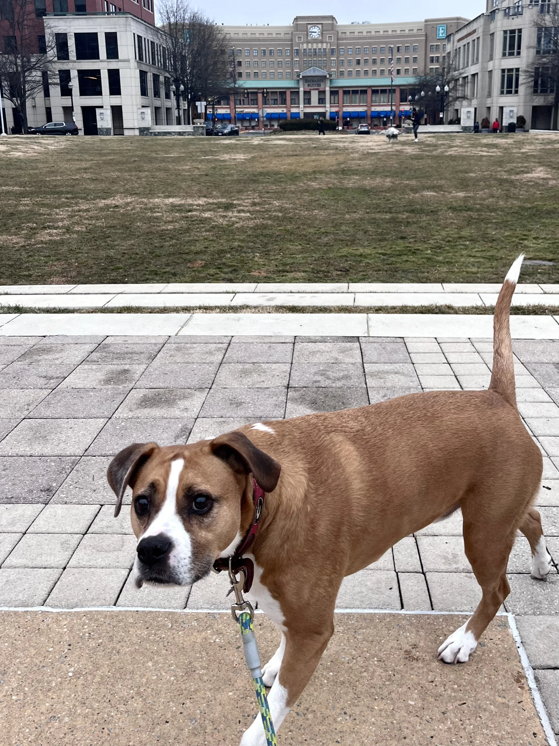 Small dog standing on a paved area near a grassy open space, looking ahead and observing the surroundings.