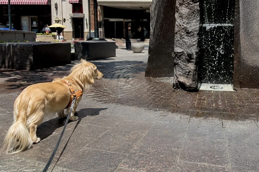 Archie watching water splash from an outdoor fountain at National Harbor during a dog-friendly visit.