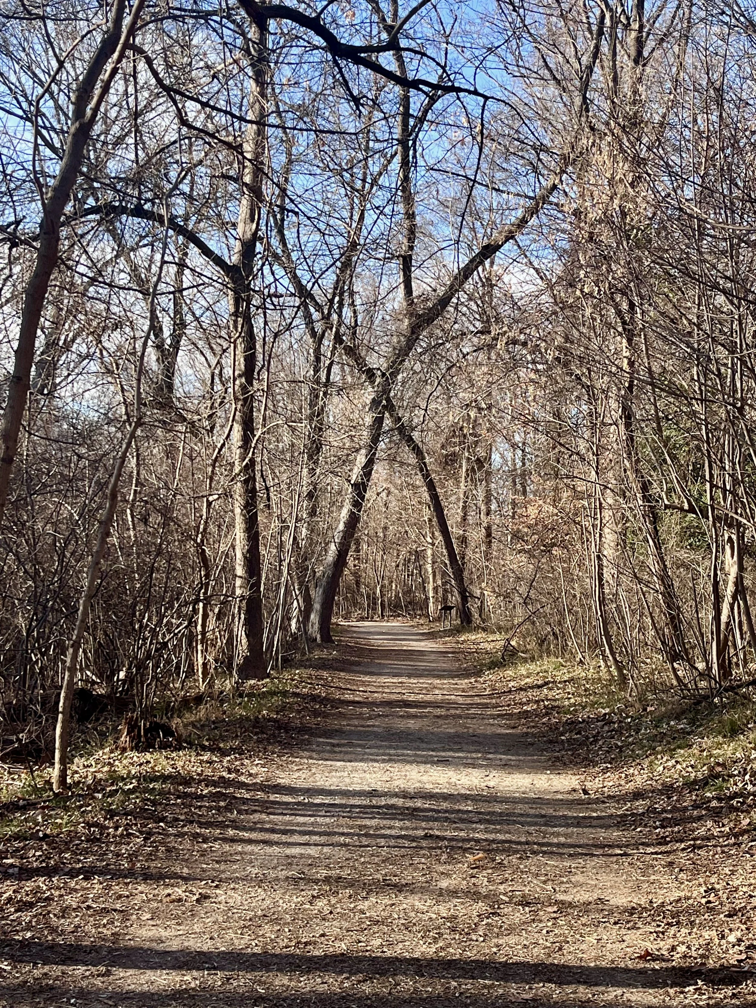 Wide gravel trail winding through leafless trees on Theodore Roosevelt Island in winter.