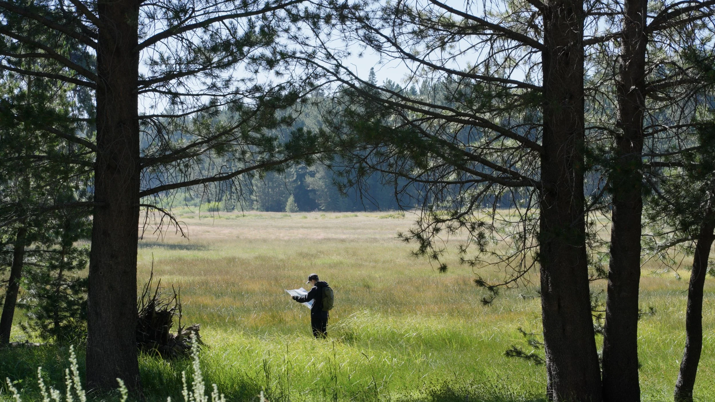 A person reading a map in a grassy meadow, surrounded by trees, in a forest setting with mountains in the distance under a clear sky.
