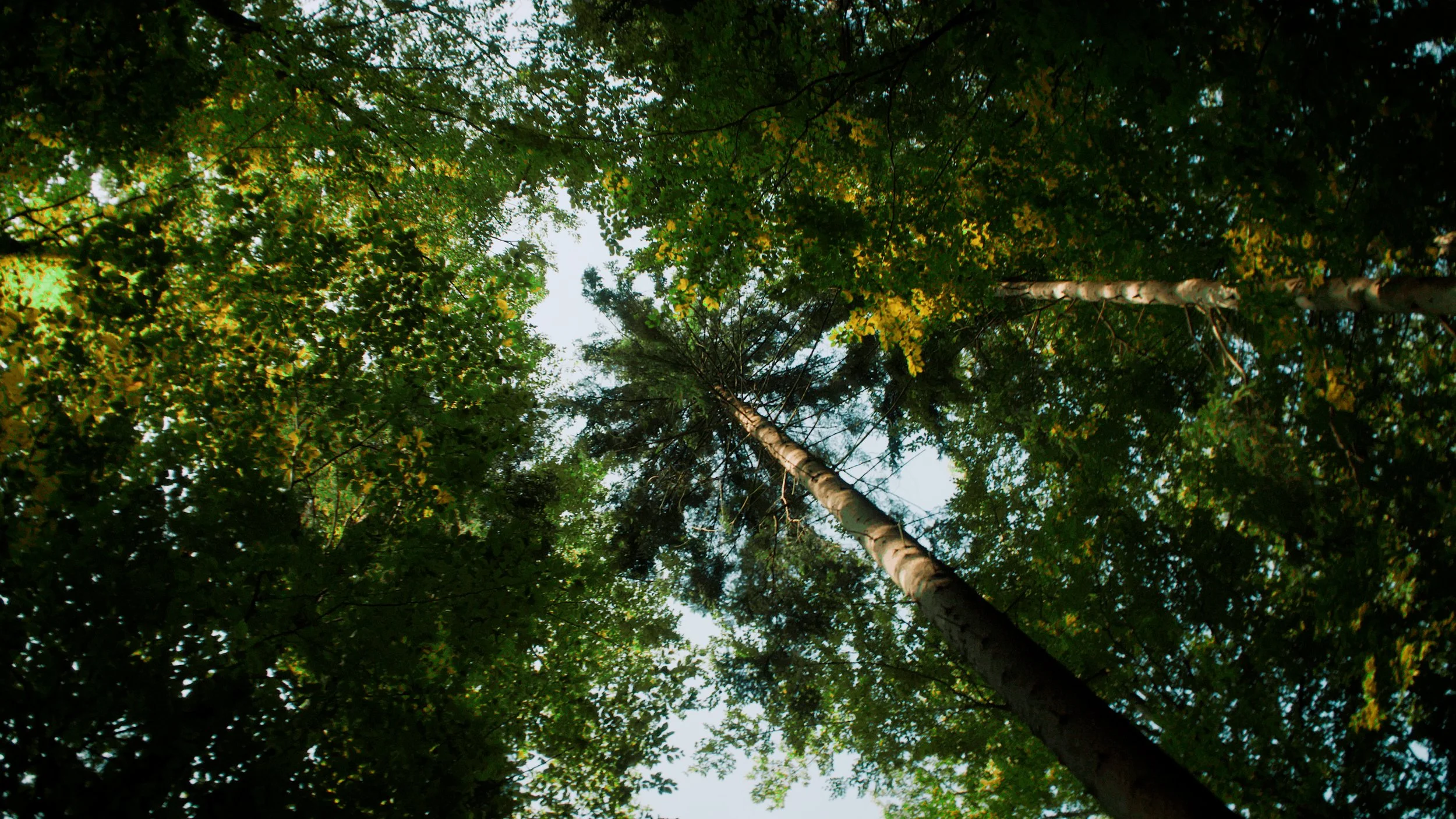 Looking up at tall trees in a dense forest with green leaves and a partly cloudy sky visible through the canopy.