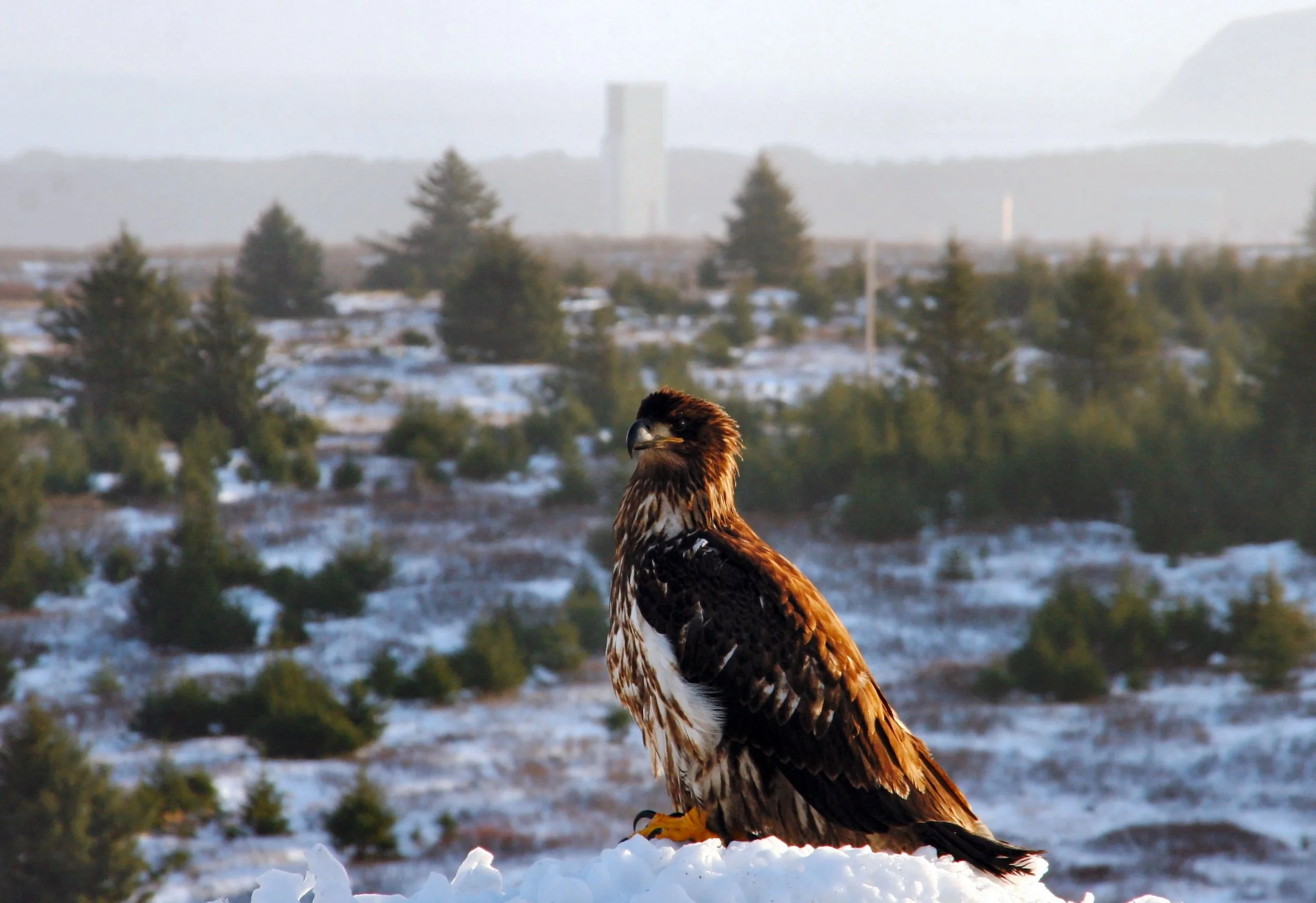 A bird of prey, possibly a hawk or an eagle, perched on a snow-covered surface in a winter landscape with snow, trees, and distant buildings in the background.