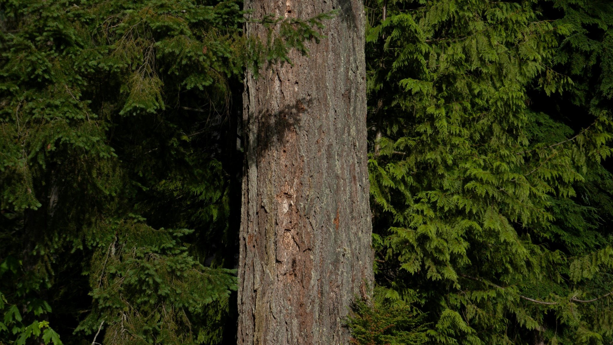 Tree trunk centered in an evergreen forest.
