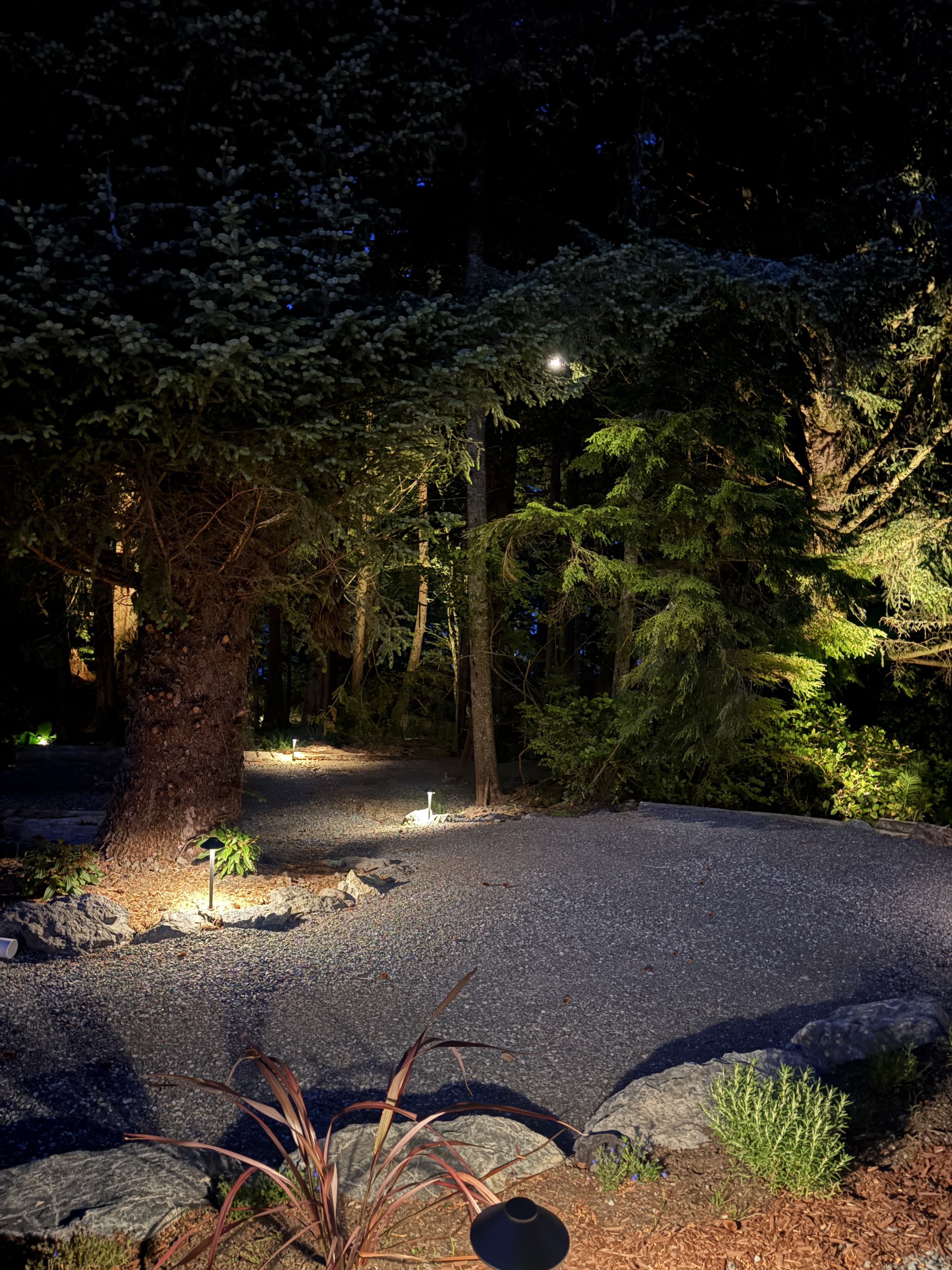 Nighttime garden scene with trees, bushes, and a gravel pathway illuminated by ground lights, with some foliage in the foreground.
