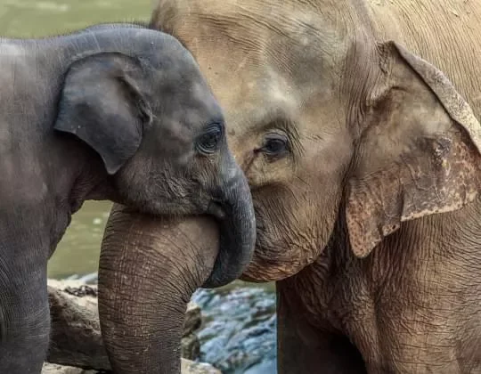 Elephants touching their trunks and foreheads together by a water source.