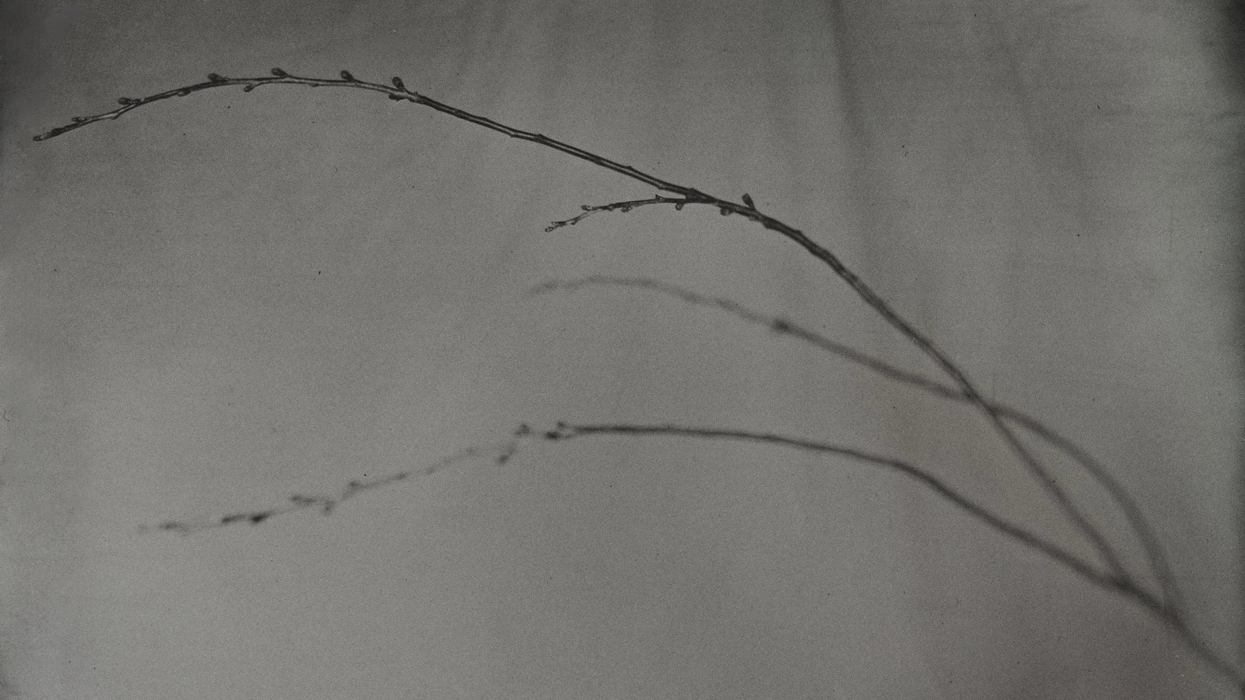 Tintype photographs 32.jpg