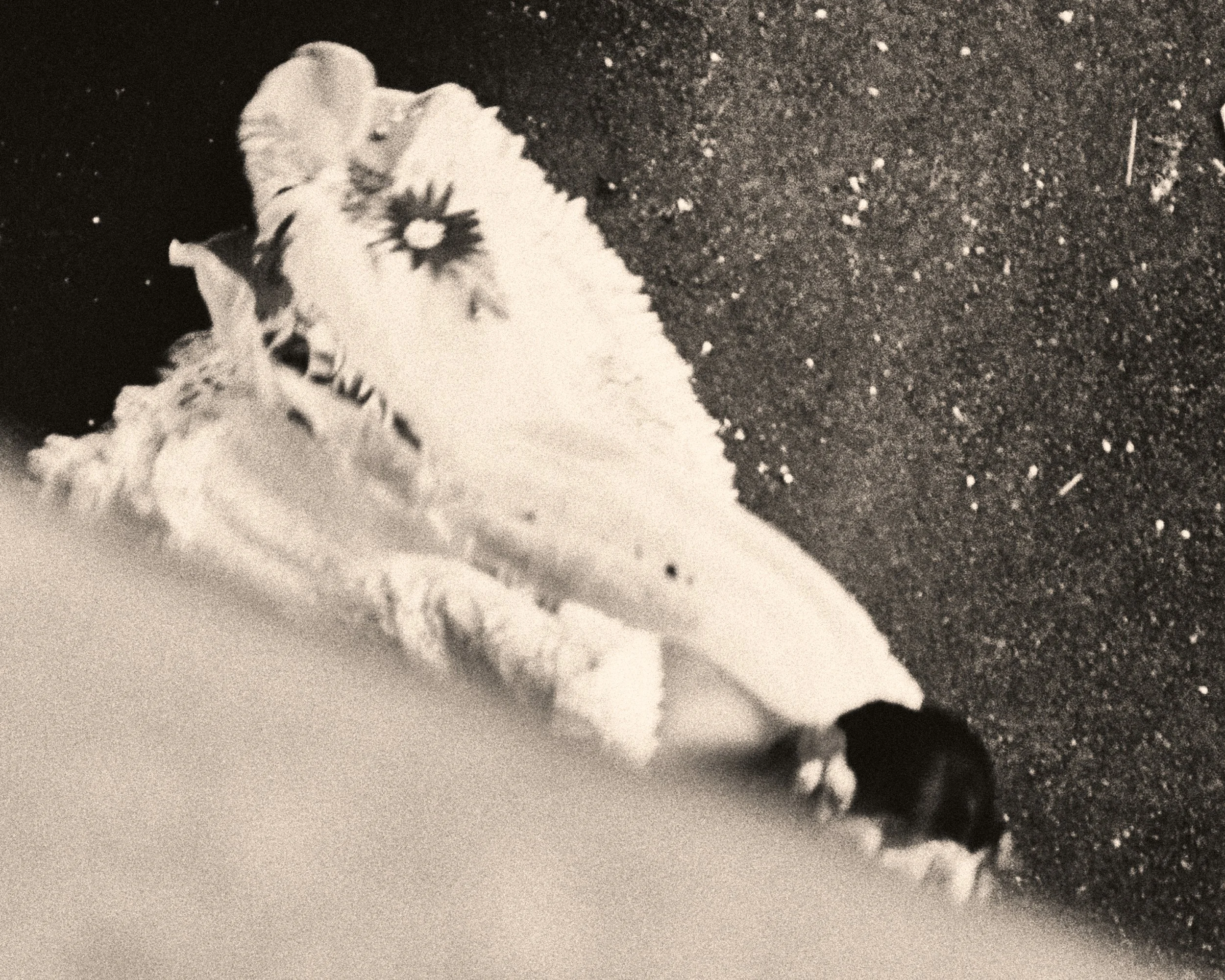 Kim X Kevin Brothers-JPEG - Full size, highest quality 76.JPG