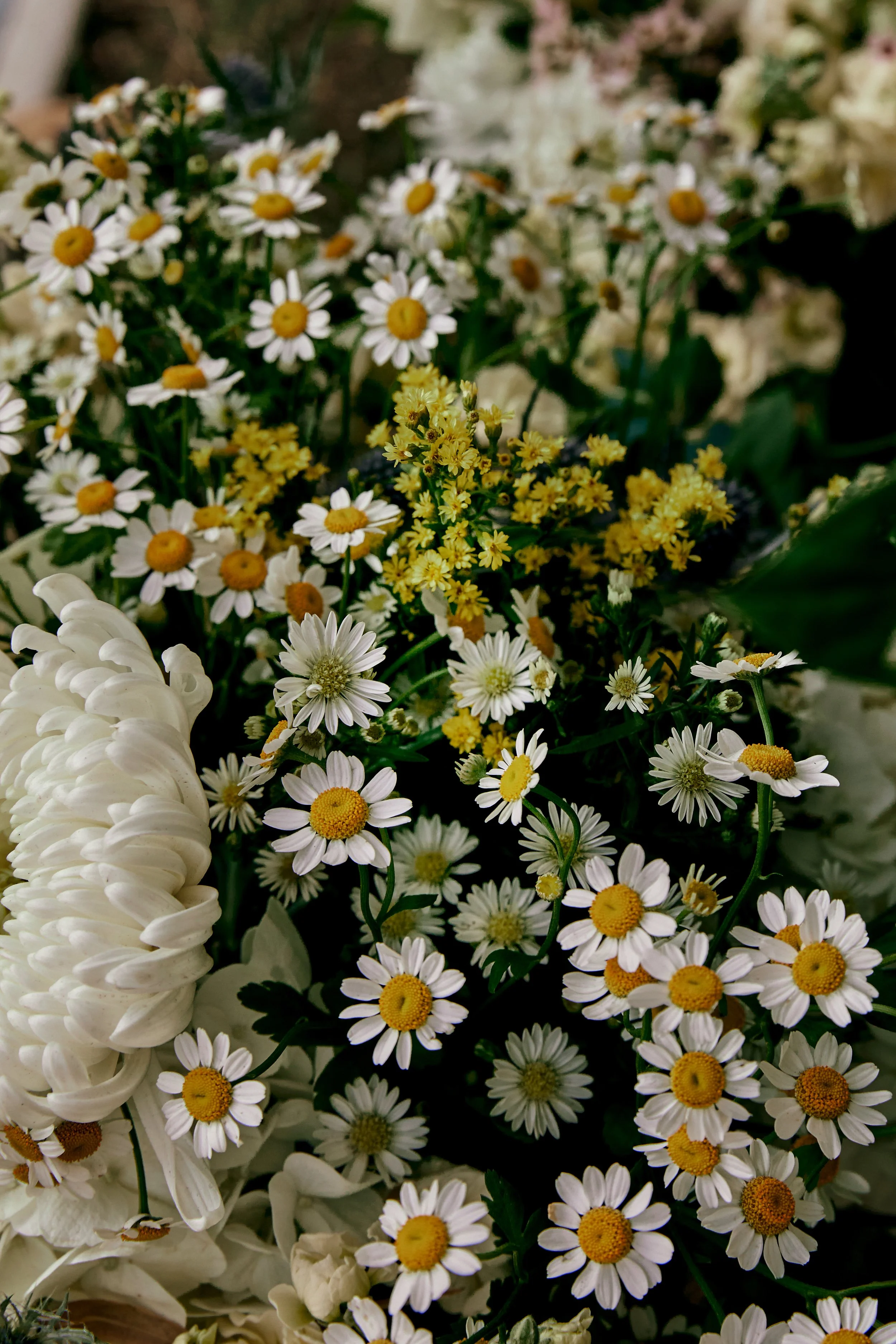 Anisa + Luke  b_13.jpg