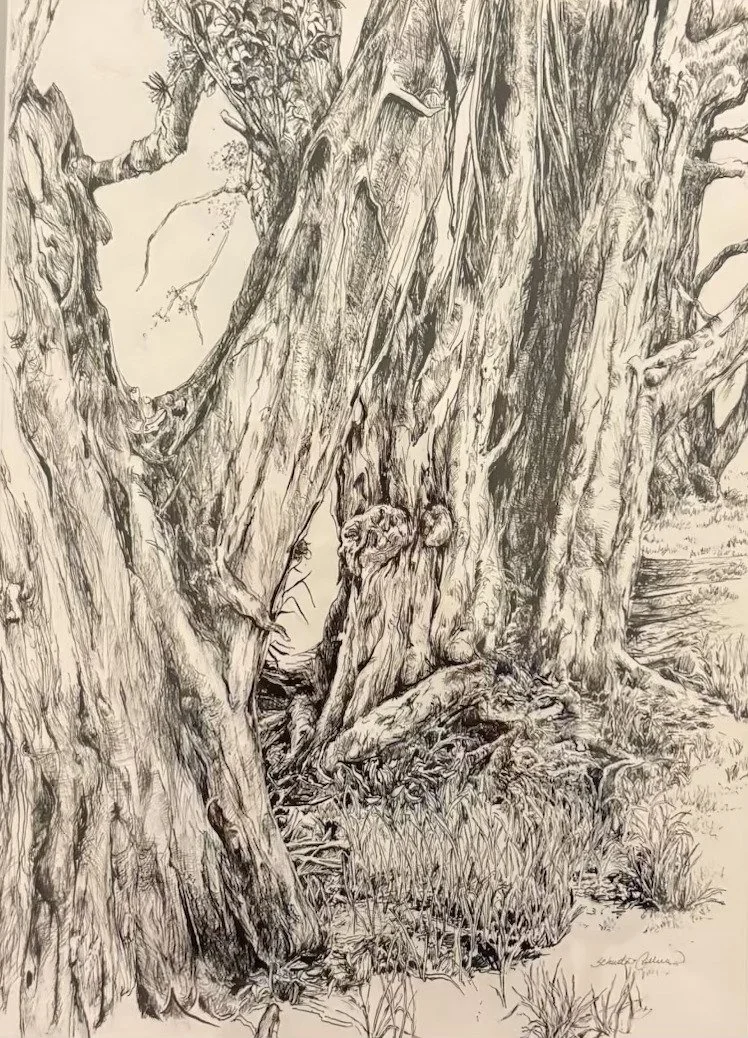 Artist: Jan Schuster-Callus | Title: Ageless | Medium: Pen & Ink Drawing | Size (W x H): 48.3 x 58.5 cm