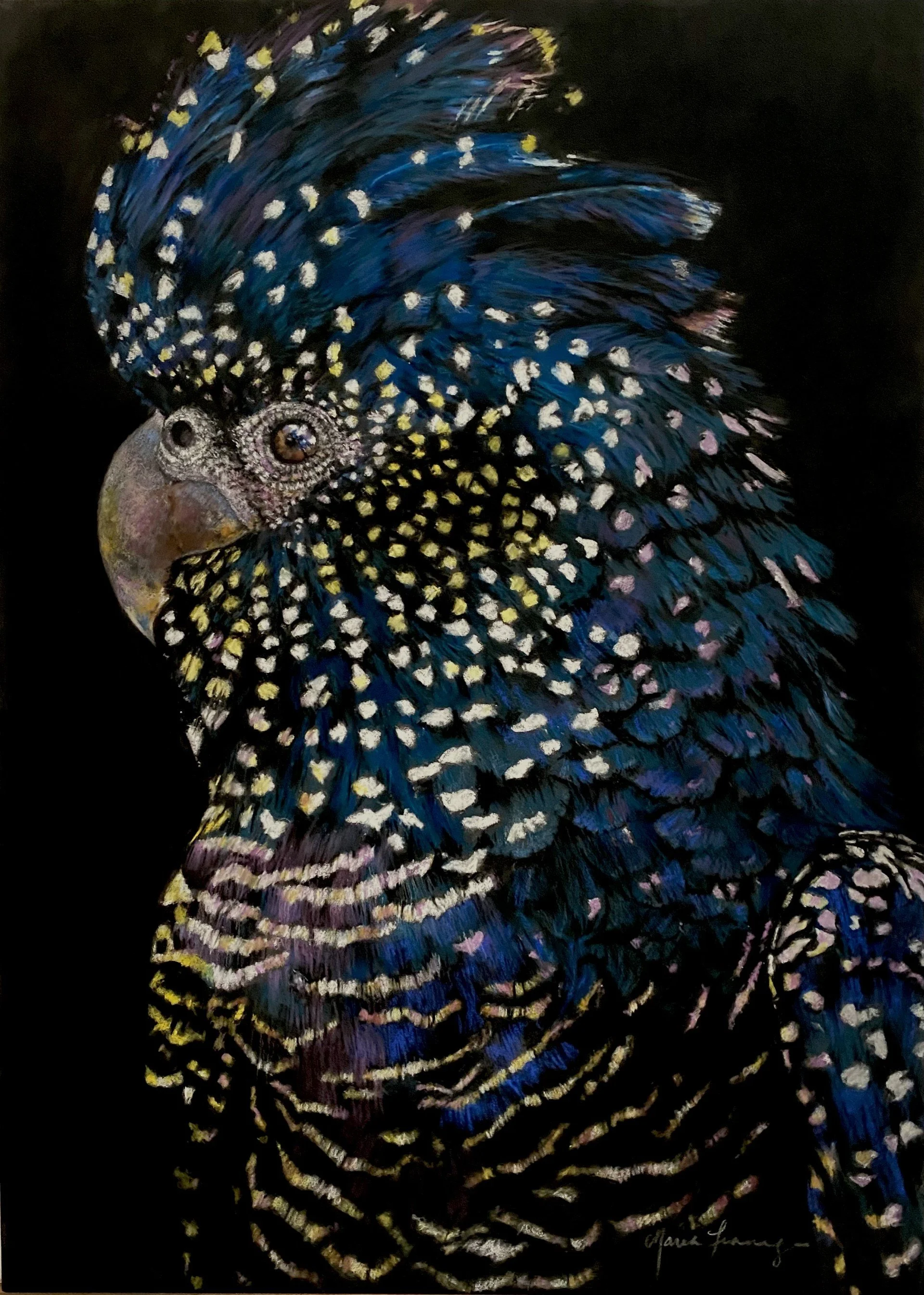 Artist: Marea Finnegan | Title: Black Cockatoo | Medium: Pastels | Size (W x H): 68.5 x 88.5 cm