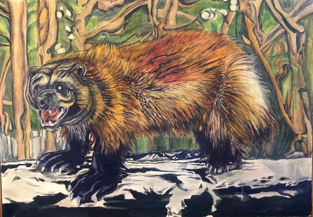 Artist: Andrew Reczek | Title: Wolverine poise | Medium: Ink, Pencil, Paint & Varnish | Size (W x H): 70 x 50 cm