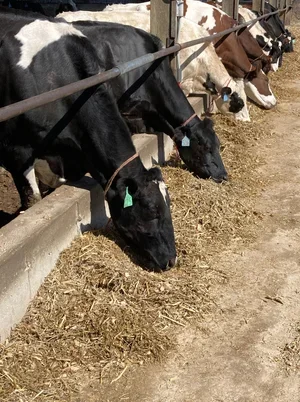 Black and white Holstein cows eating hay at a feeding trough.