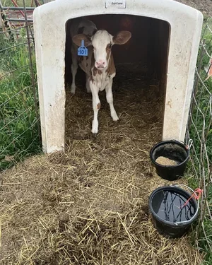 A young calf standing inside a small, white calf house with an open front, surrounded by a wire fence. There are two black buckets on the ground outside the house, one filled with water.