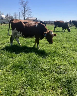 A brown and white cow grazing on green grass with other cows in the background on a sunny day.