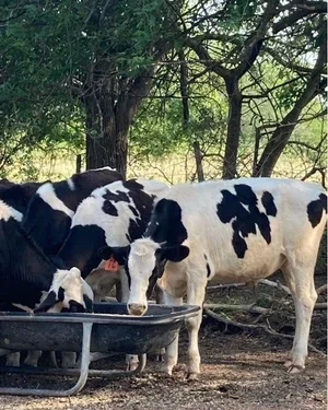 Several black and white cows drinking from a metal trough outdoors under trees.