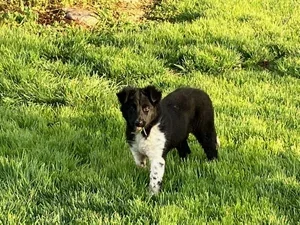 A black and white dog running on green grass