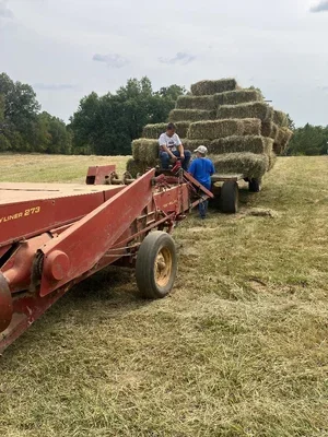 Two people working on a farm, hauling large hay bales on a flatbed trailer attached to a red tractor, with stacked hay bales in the background.