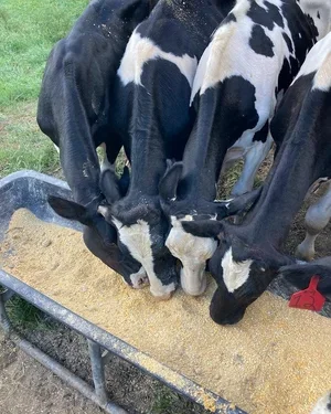 Group of Holstein cows eating from a trough in a grassy area.