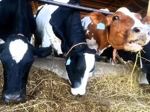 A row of cows eating hay in a barn.