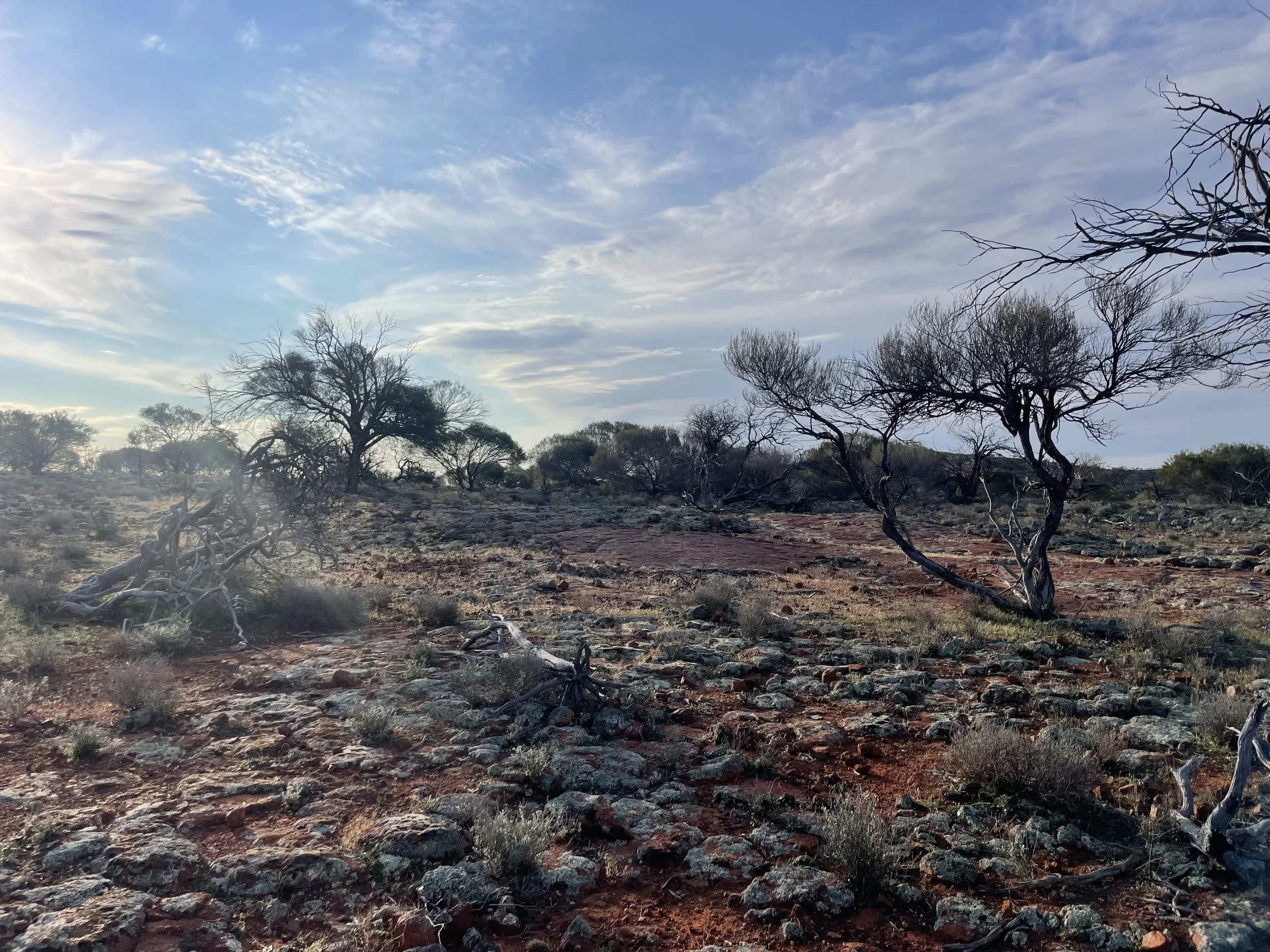 A desert landscape with scattered twisted trees and rocks under a partly cloudy sky.