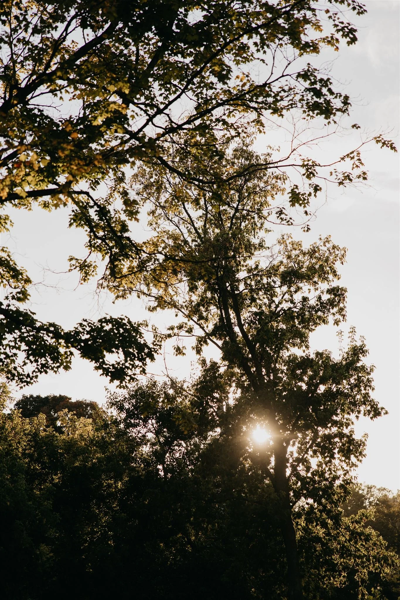 Sunlight shining through the branches and leaves of trees during sunset or sunrise.