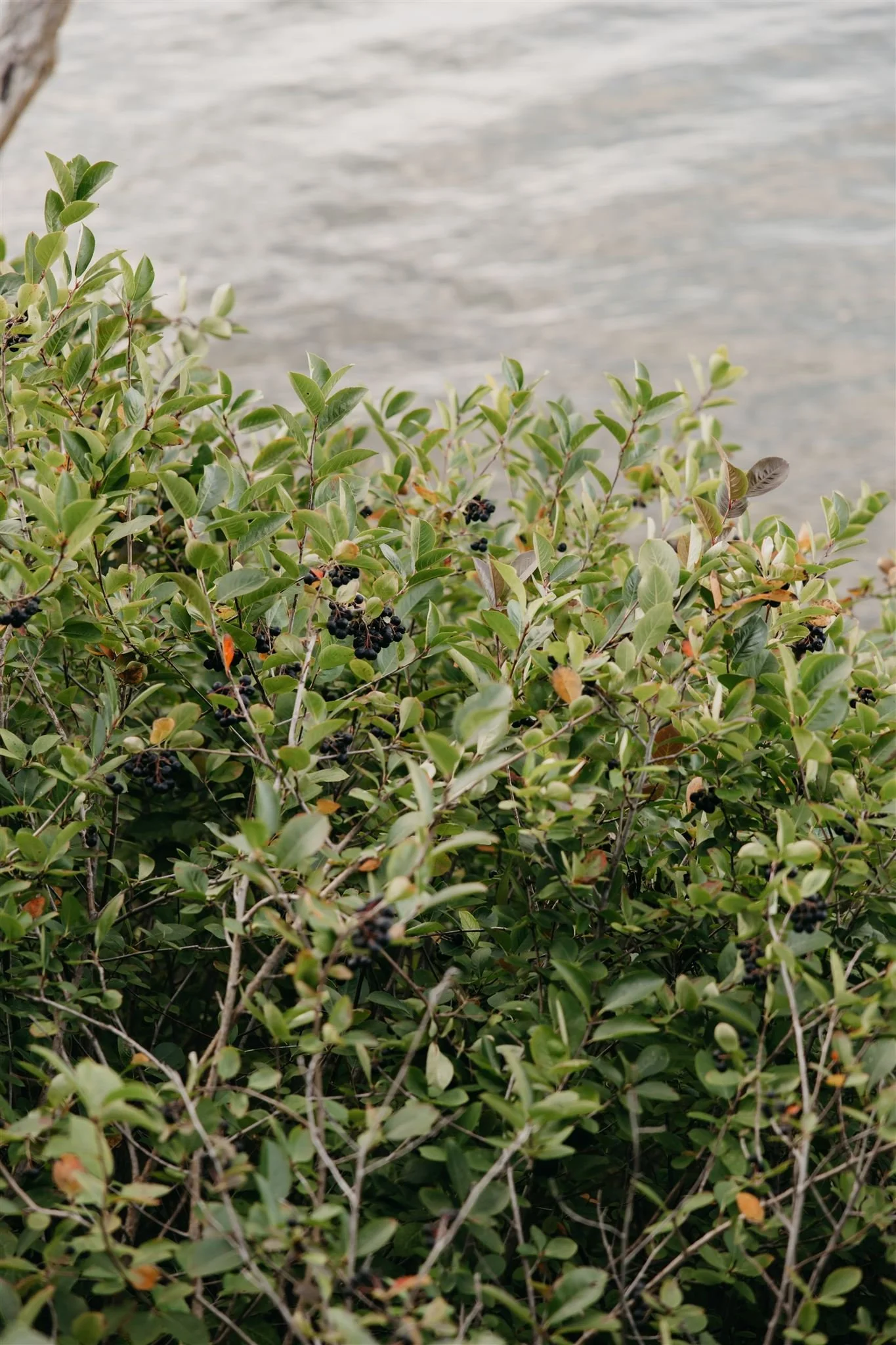 Bushery with green leaves and small dark berries near a body of water.