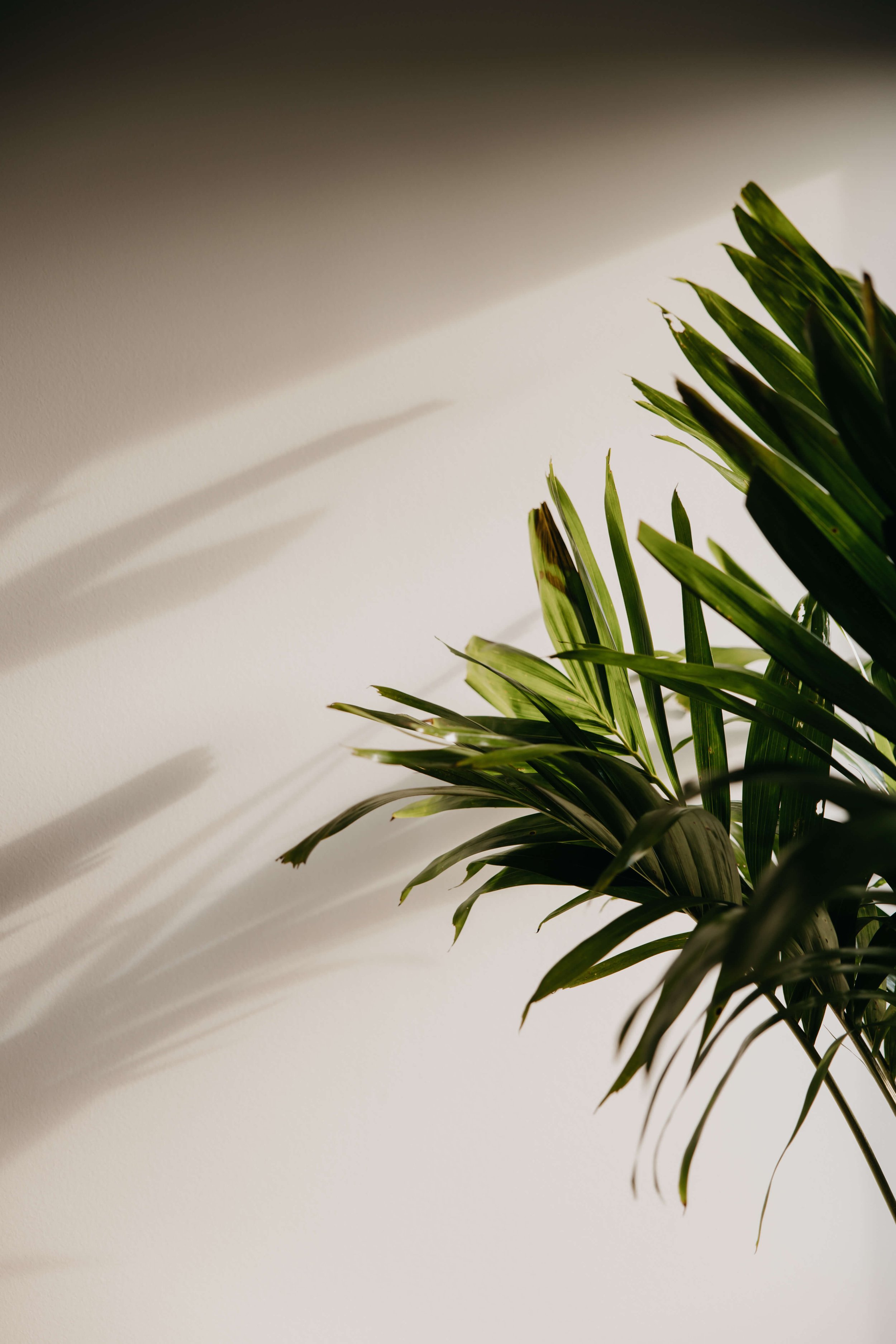 A green leafy plant casting shadows on a plain wall.