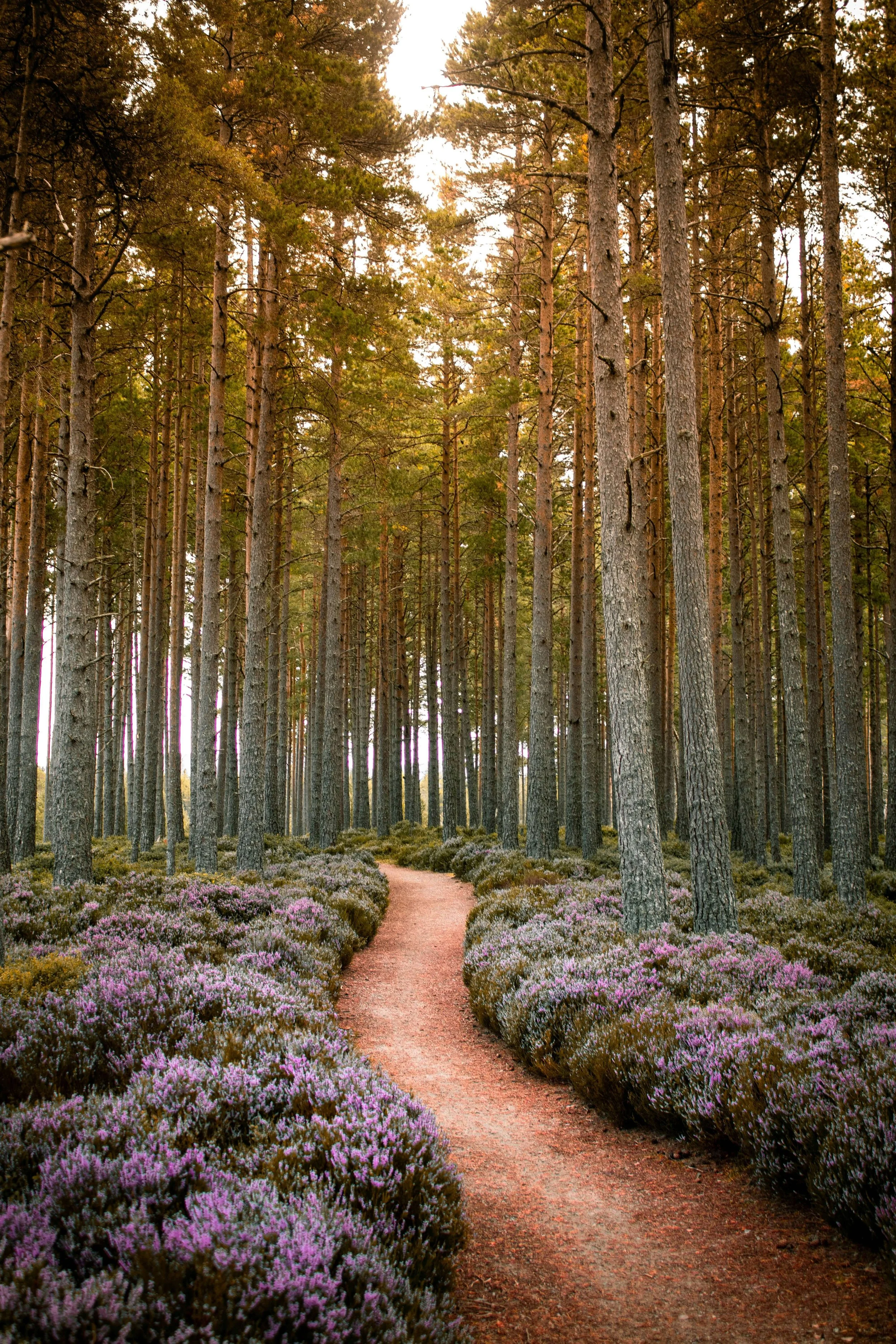 A dirt path winding through a dense forest of tall pine trees with purple and green bushes on either side.
