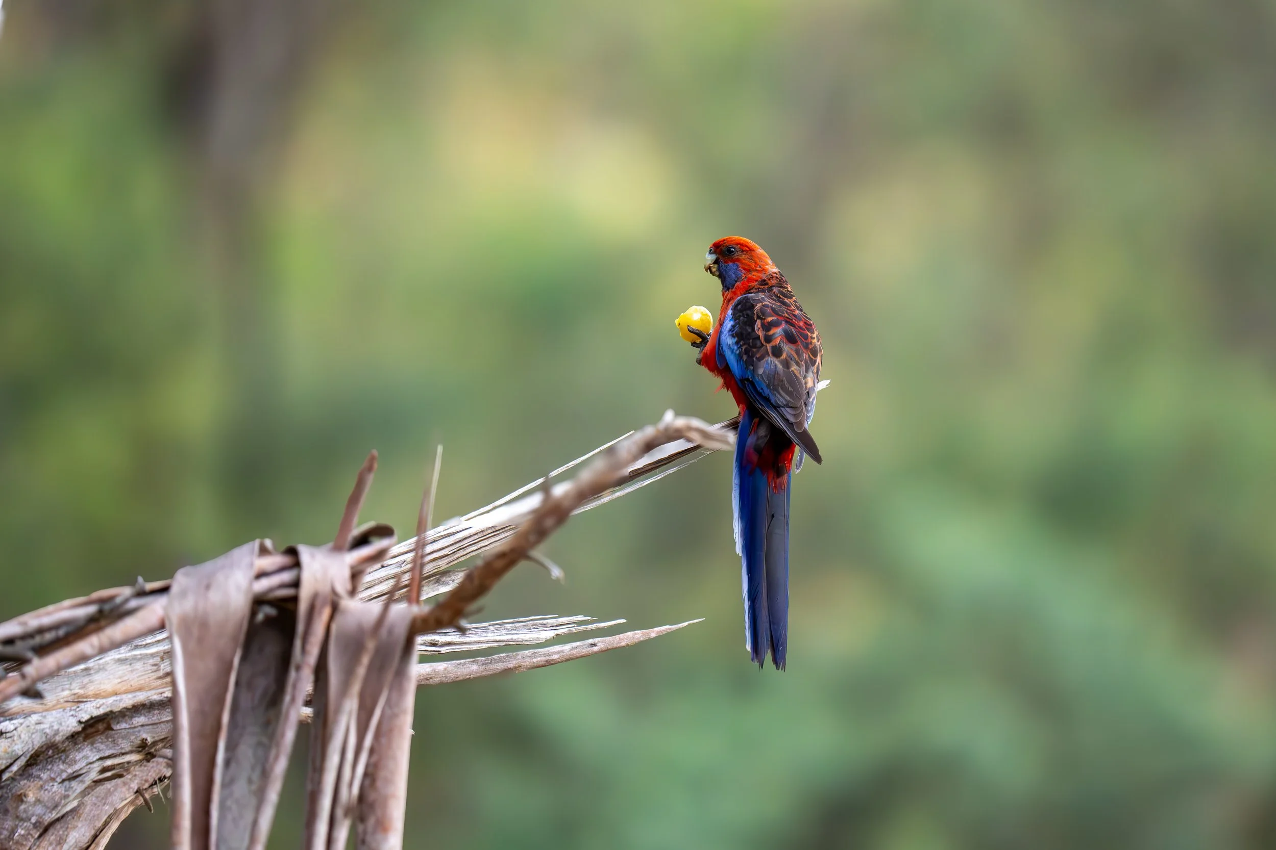 Crimson Rosella Lake Eildon Victoria