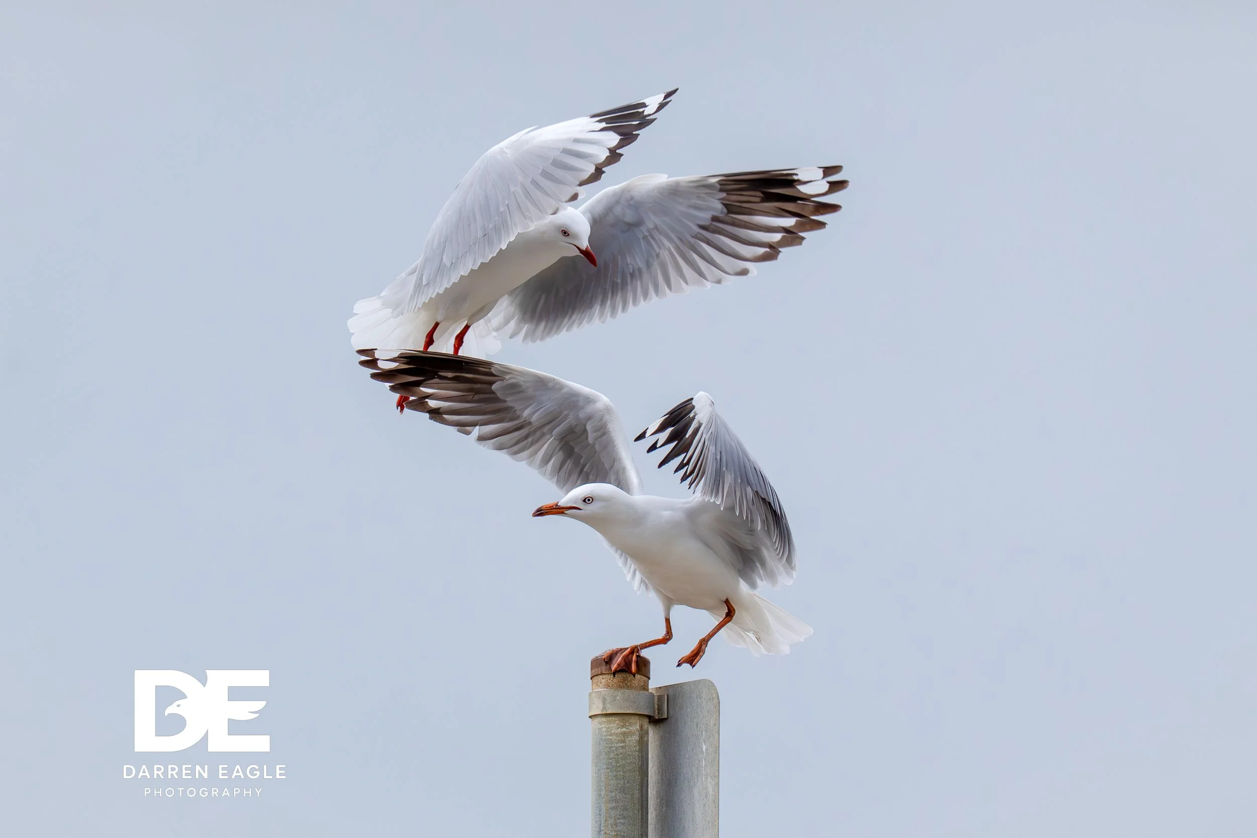 print edit  Darren Eagle Photography .com .au-24.jpg