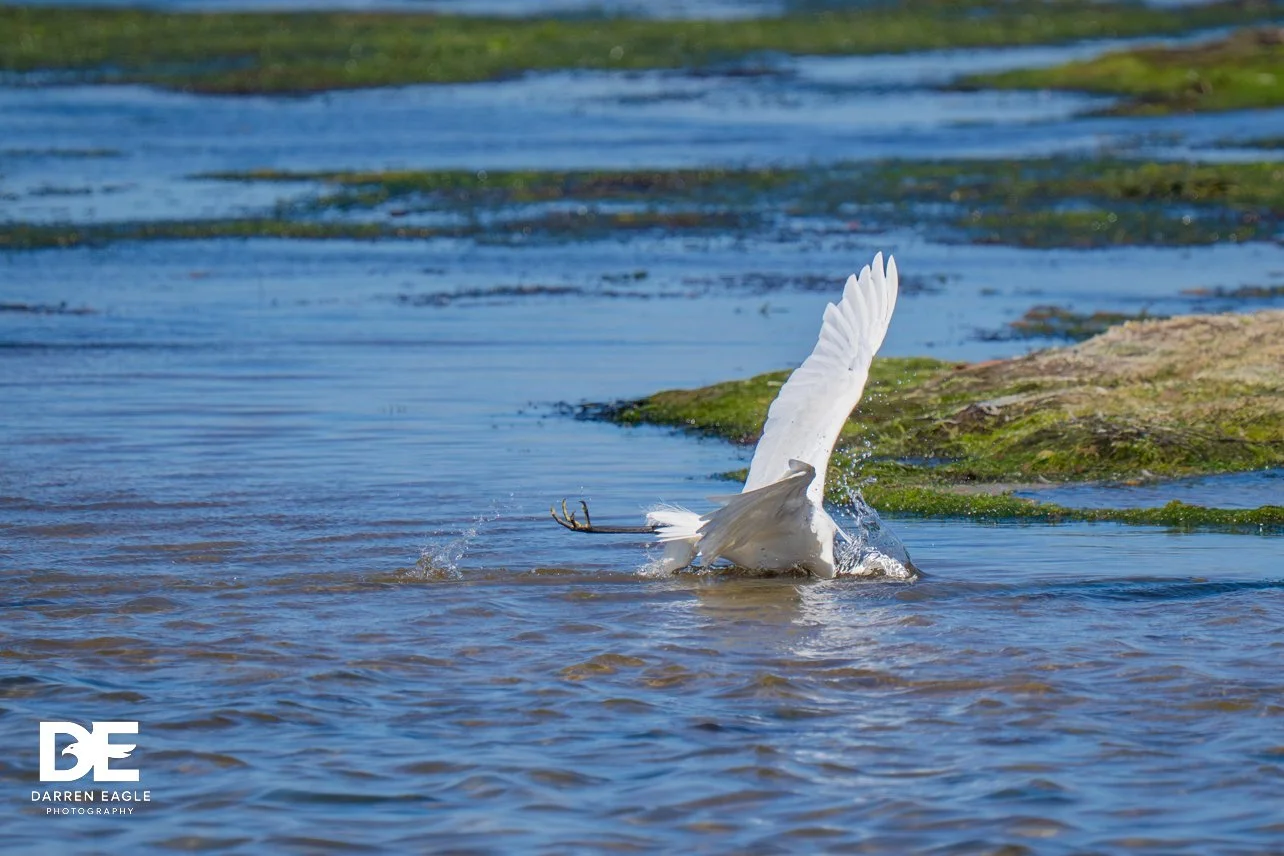 print edit  Darren Eagle Photography .com .au-17.jpg
