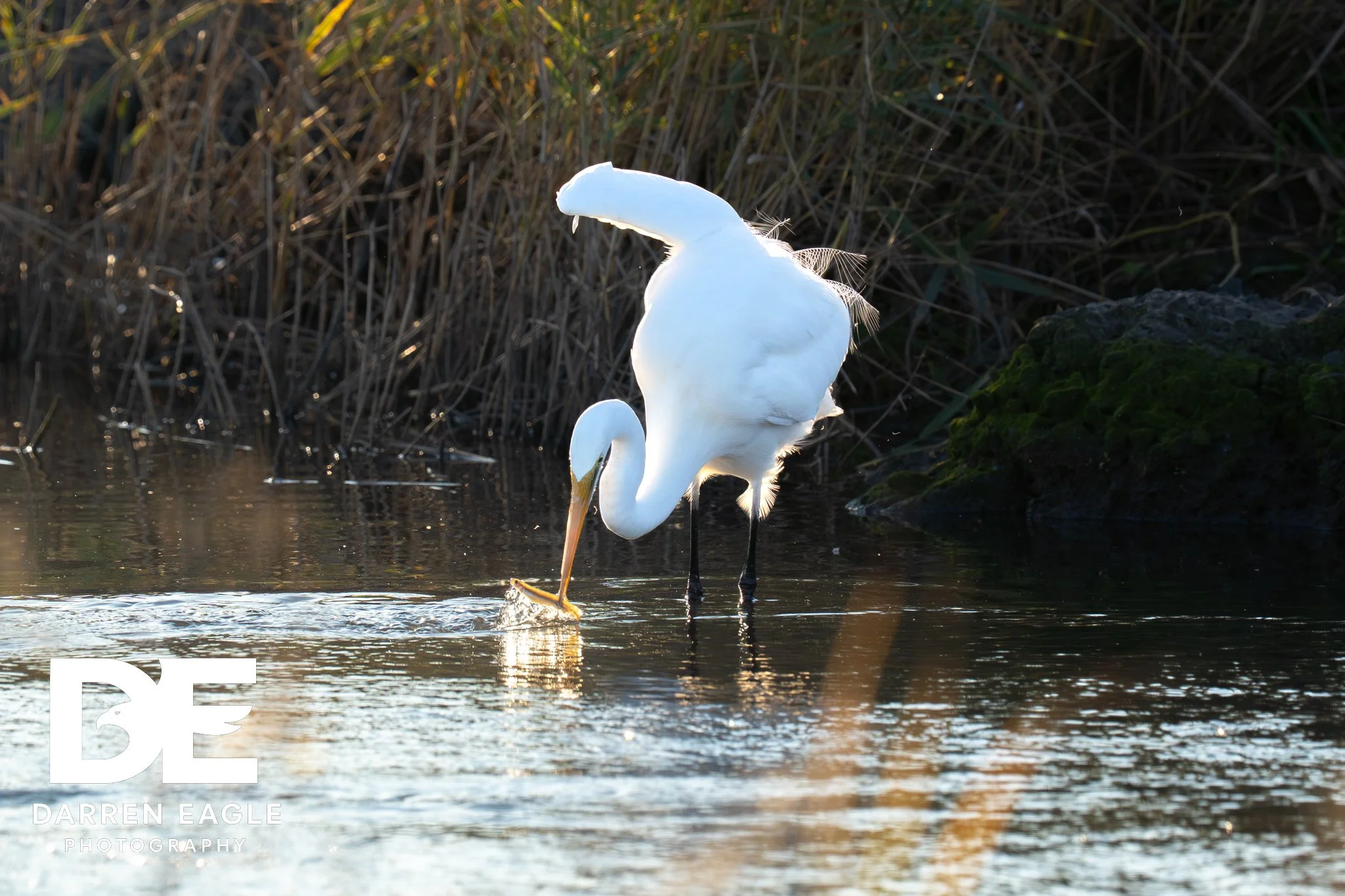 smwm Darren  Eagle Photography 2025-6.jpg