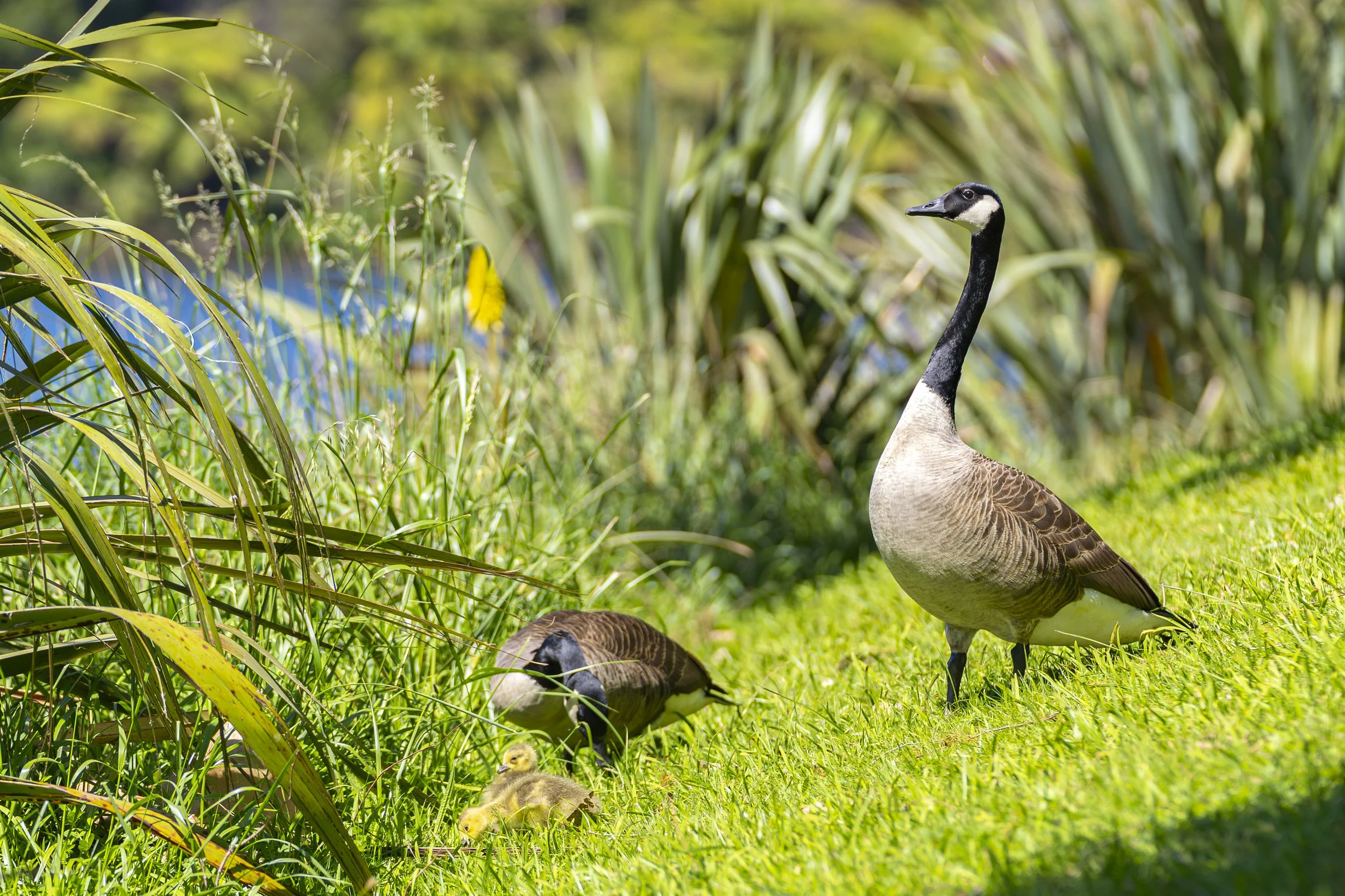 print edit  Darren Eagle Photography .com .au.jpg
