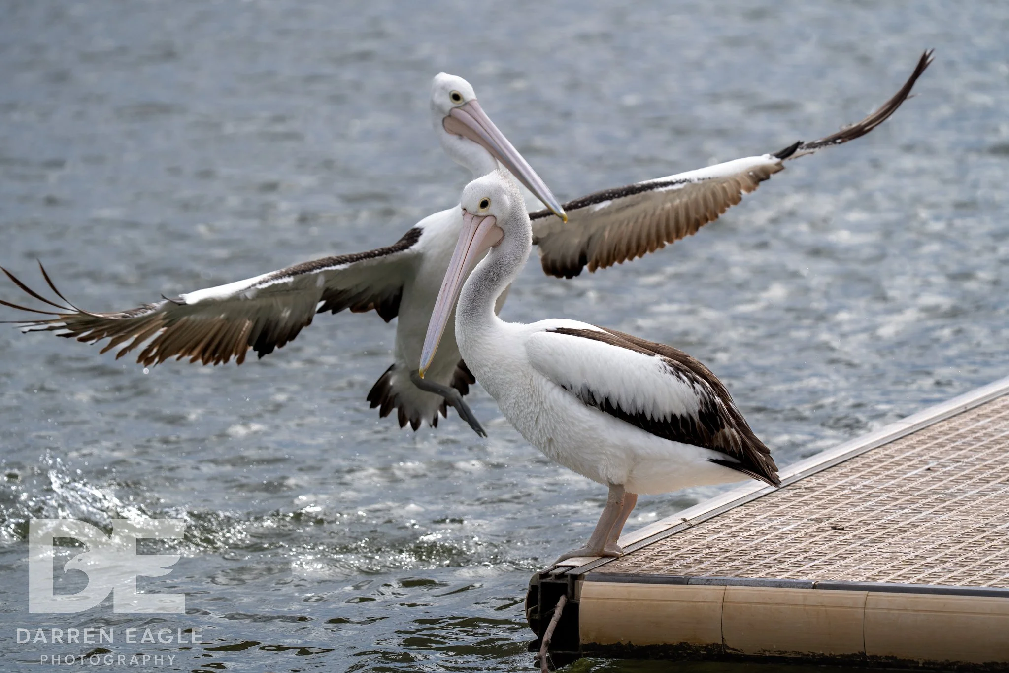 Bird & Wildlife Prints 8x12  (20 x 30 cm)  Free Postage