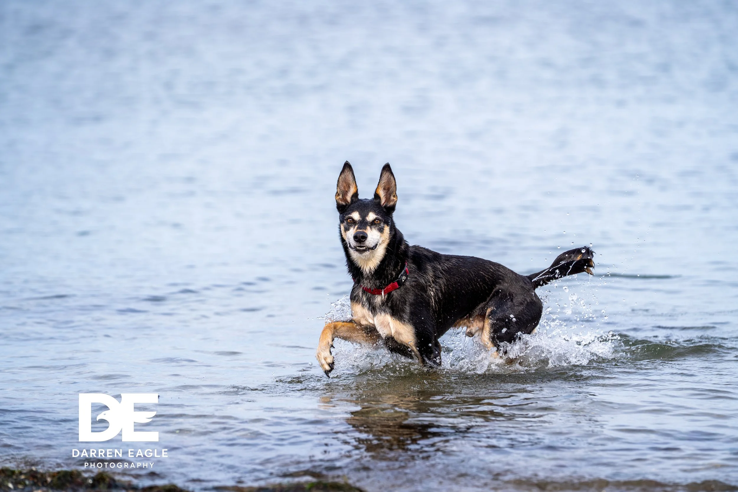 print edit  Darren Eagle Photography .com .au-22.jpg