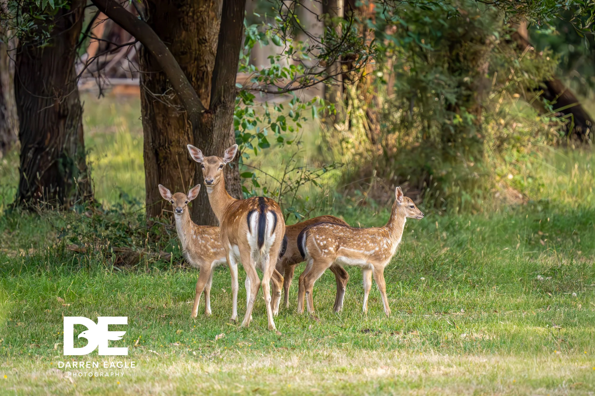 print edit  Darren Eagle Photography .com .au-23.jpg