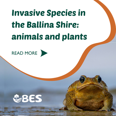 Invasive Species in the Ballina Shire