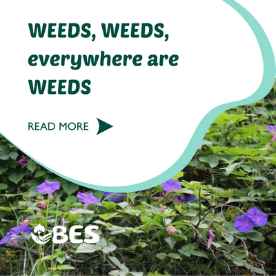 WEEDS, WEEDS, everywhere are WEEDS, blocking out the scenery, breaking my mind…