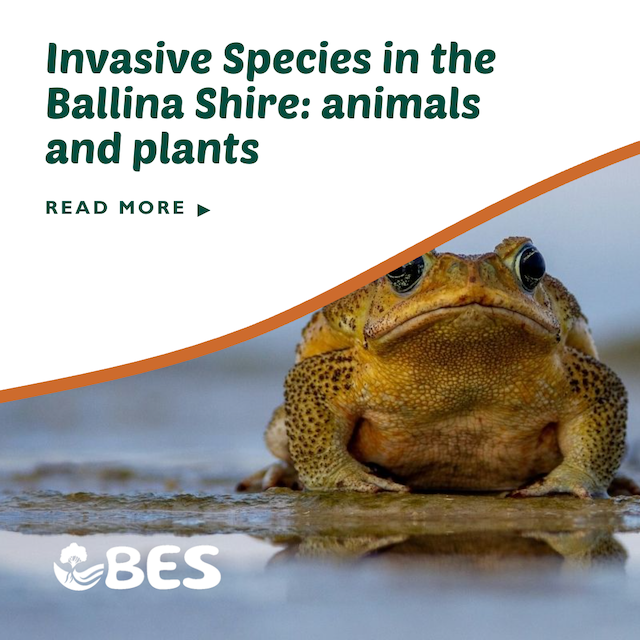 Invasive Species in the Ballina Shire