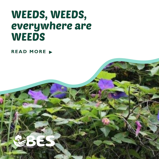 WEEDS, WEEDS, everywhere are WEEDS, blocking out the scenery, breaking my mind…