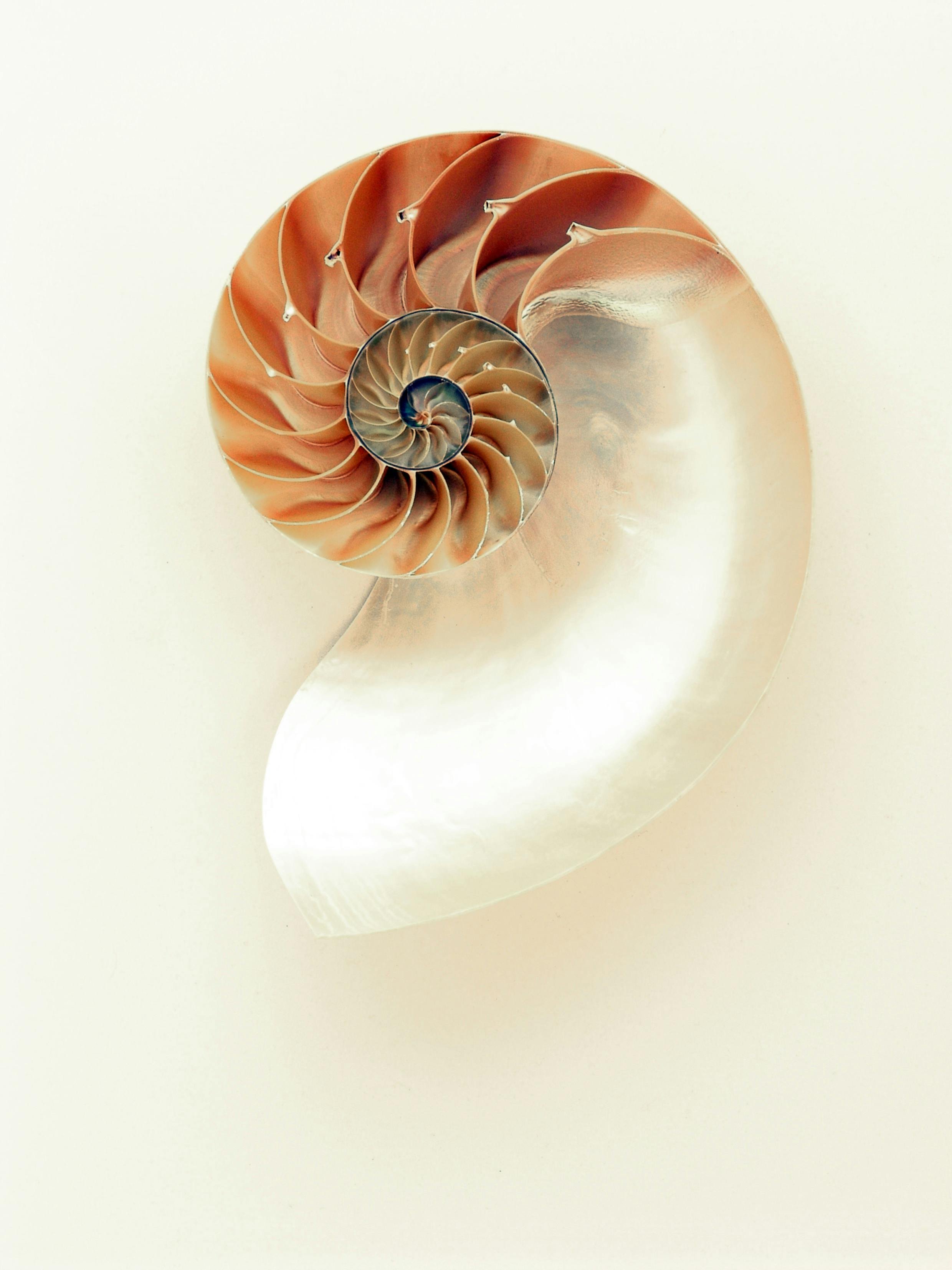 Nautilus shell Pixabay