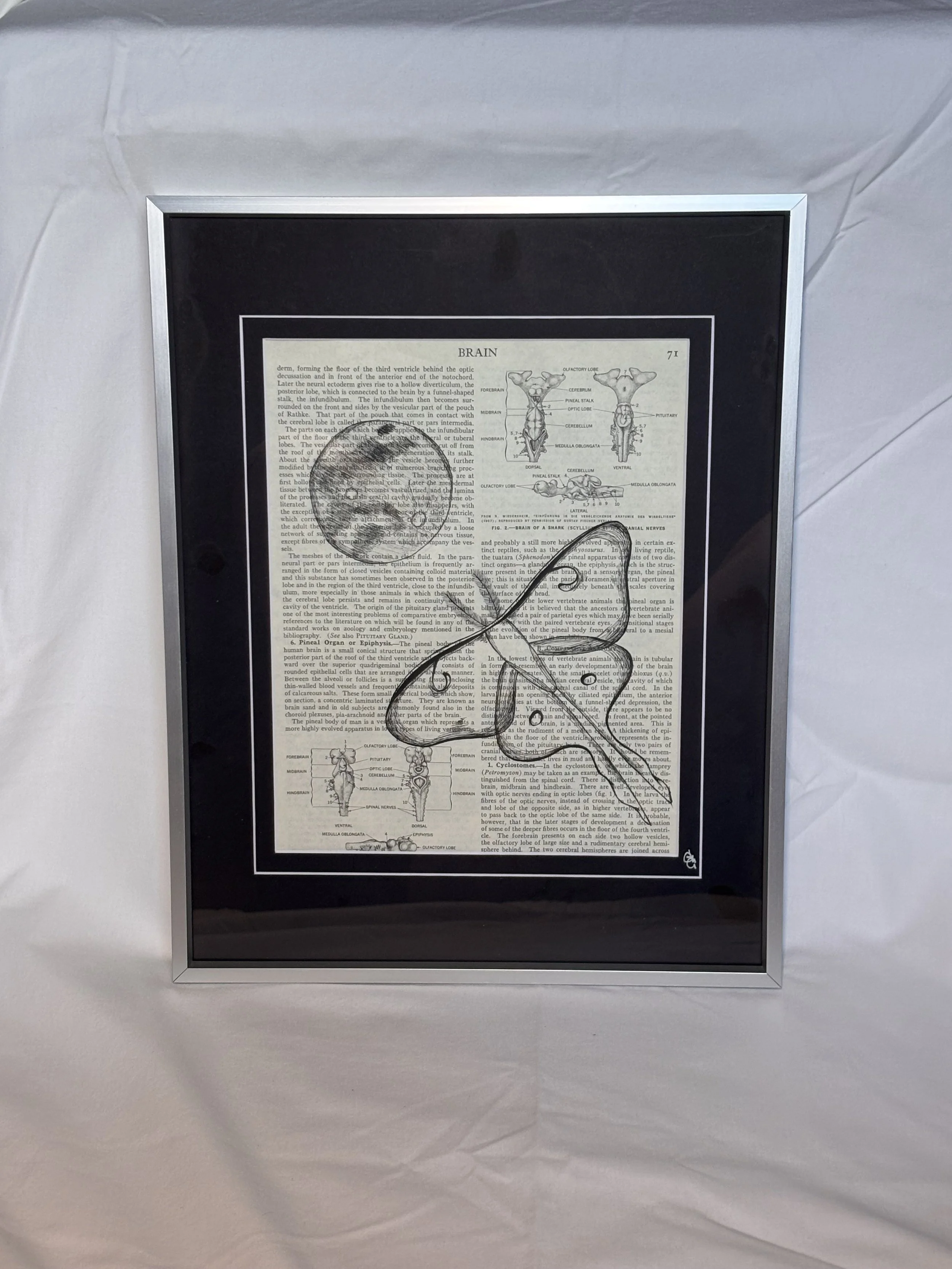 Ink drawing on book page of a luna moth flying towards the moon art, botanical art, cottage core art