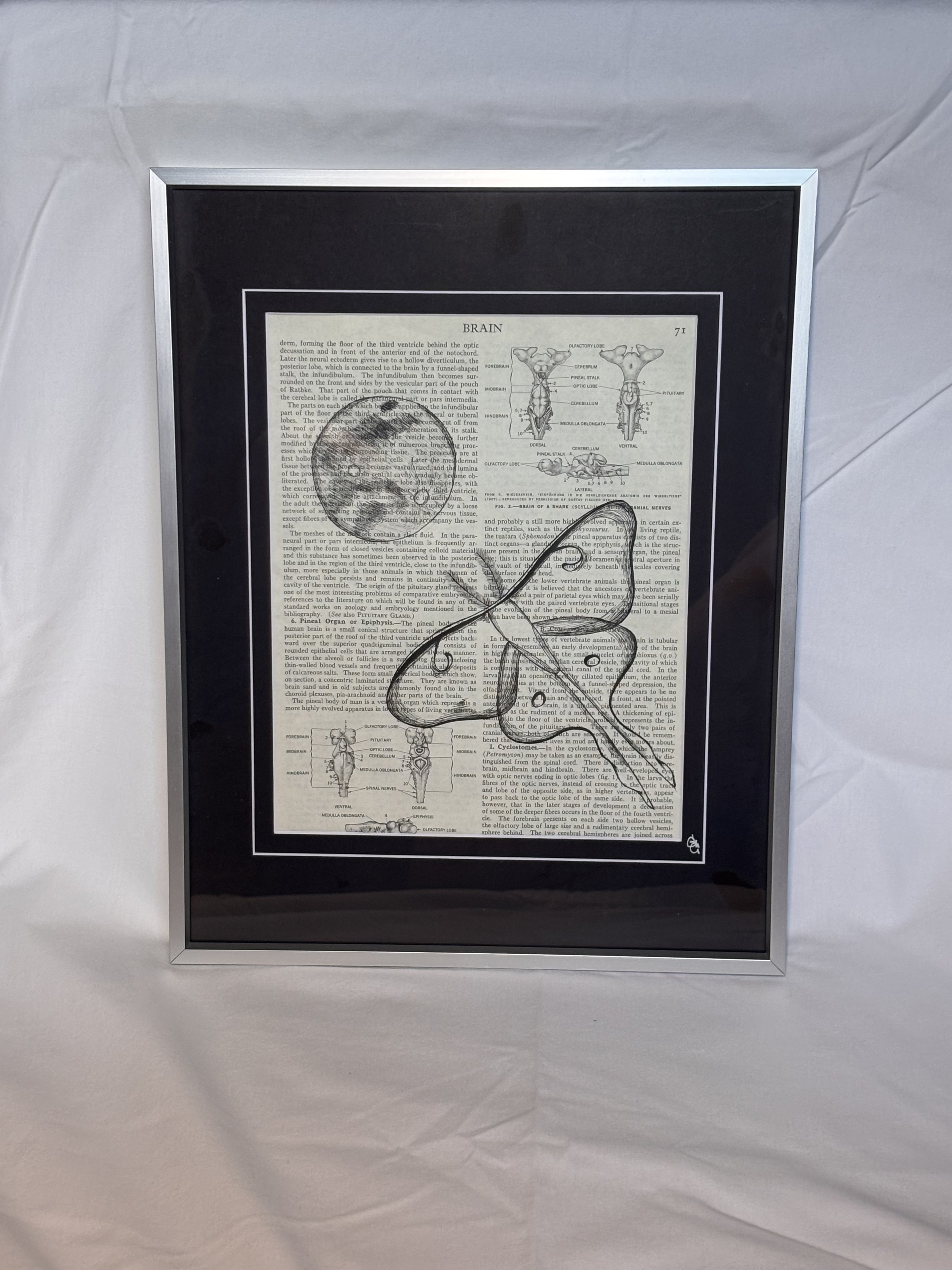 Ink drawing on book page of a luna moth flying towards the moon art, botanical art, cottage core art