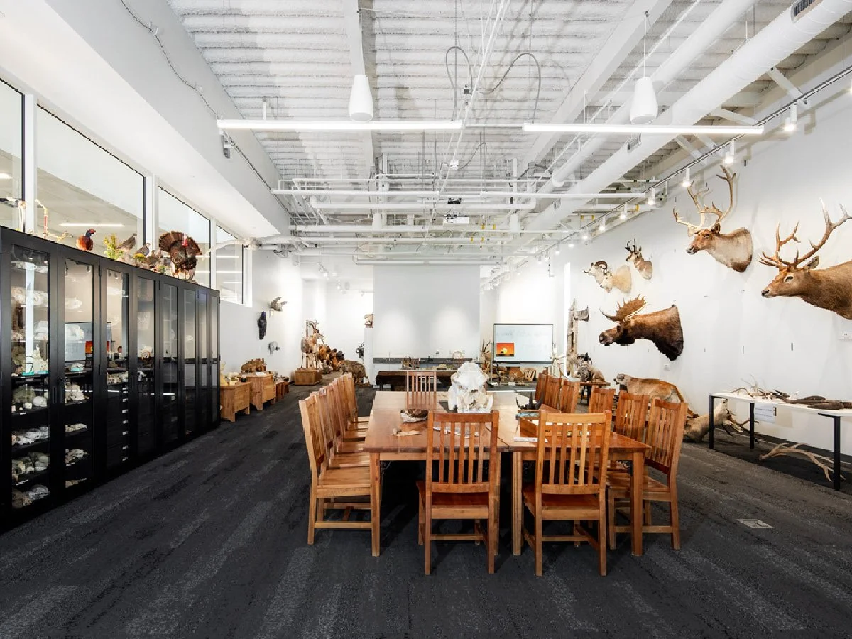 Waterford School natural history room interior — K-12 education MEP engineering by Lynk Engineers, Sandy, Utah