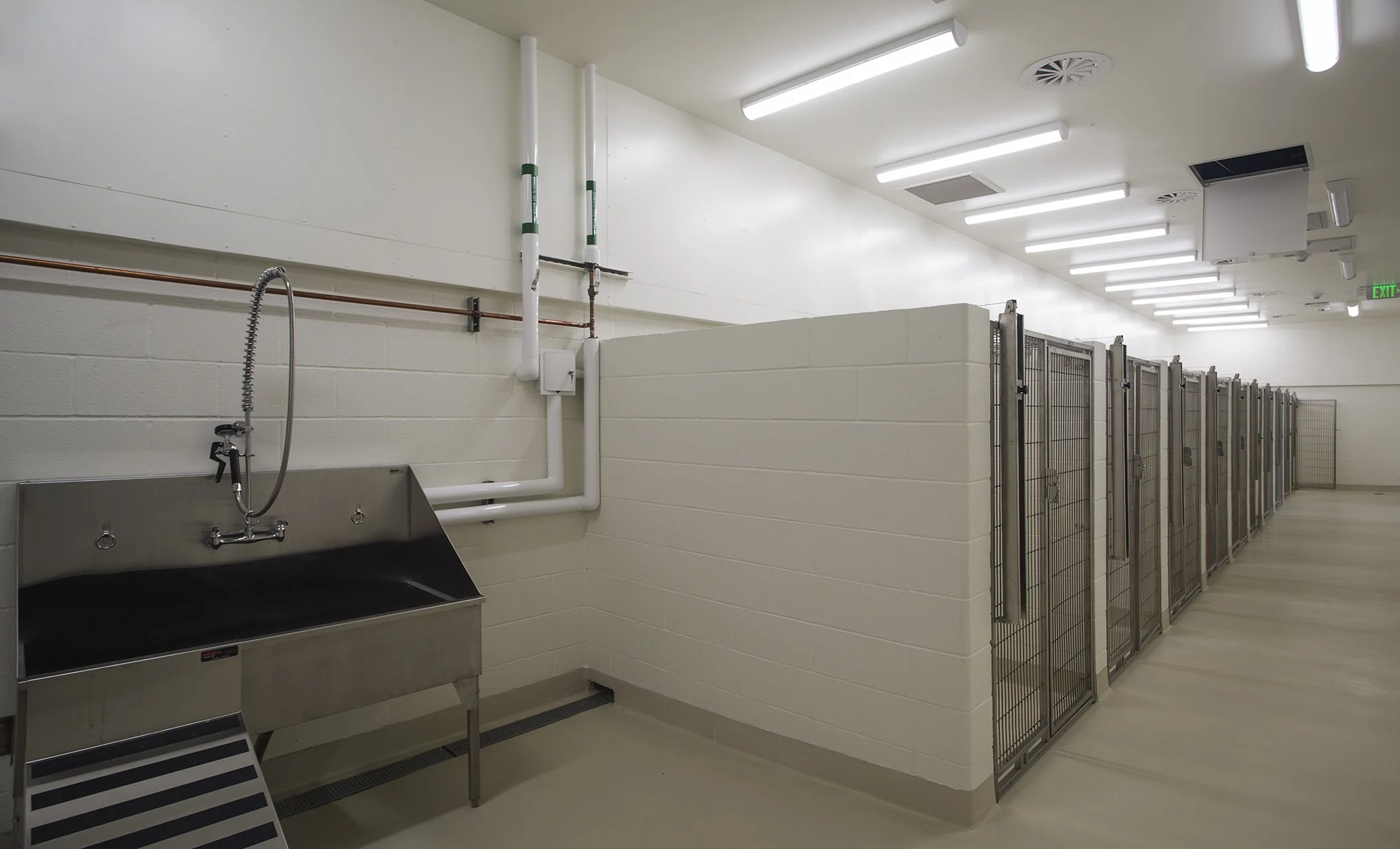 Dog kennels in a clean, well-lit room with a stainless steel sink and white walls.